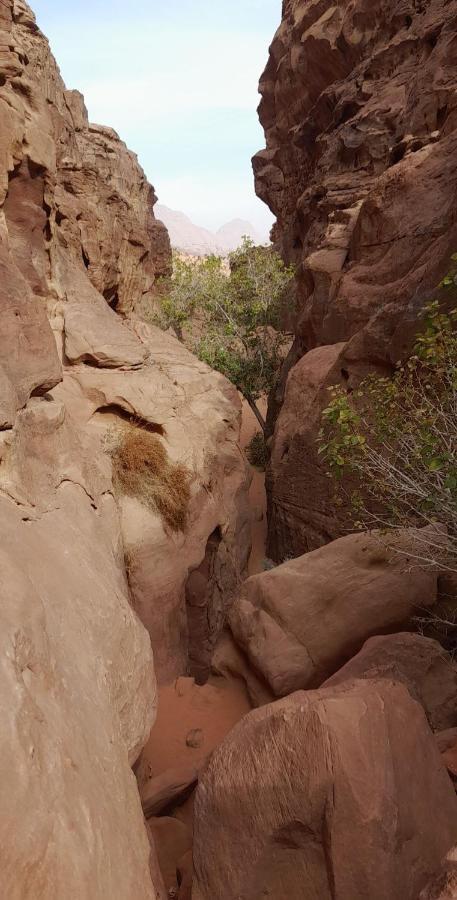 Wadi Rum Camels Camp Экстерьер фото